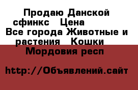  Продаю Данской сфинкс › Цена ­ 2 000 - Все города Животные и растения » Кошки   . Мордовия респ.